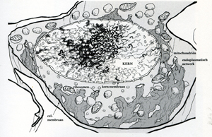cell